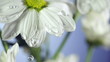 drops of dew on a daisy. Blue background