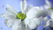 drops of dew on a daisy. Blue background