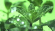 Fresh mint falls under water with a splash. 