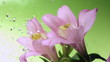 Blossom pink flower under raindrops on green background