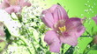 Blossom pink flower under raindrops on green background