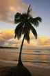 Leaning palm tree at Las Terrenas beach at sunset, Samana penins