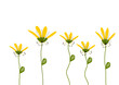 gelbe blumen