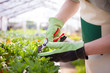 Gardener trimming a plant
