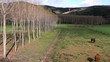 Paisaje de prados y alamedas. Caballos y vacas pastando.