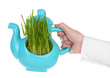 Green grass in decorative pot in hand isolated on white