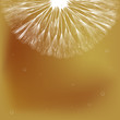 Dandelion and bubbles