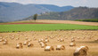 Hay bales in a field