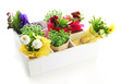 Beautiful spring flowers and grass in wooden crate isolated