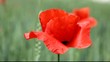 un champs.... coquelicot.....
