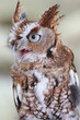 Photo: Eastern Screech-Owl (Megascops asio) Eastern Screech-Owl (Megascops asio)