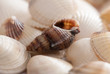 Seashell background with shallow depth of field