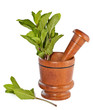 Fresh mint herb in wooden mortar with pestle