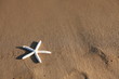 Starfish with sand as background