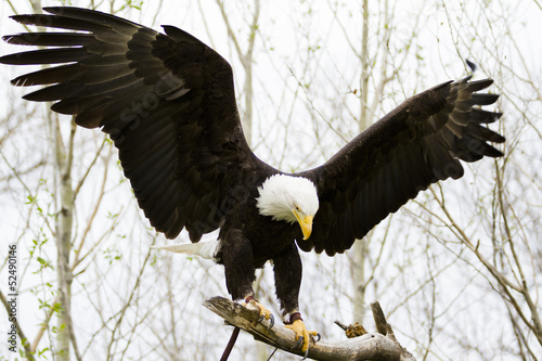 Photo: Bald eagle Bald eagle