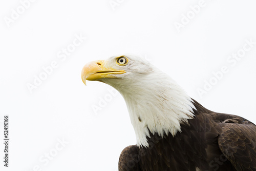 Photo: Bald eagle Bald eagle