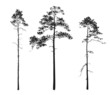 silhouettes of trees. pine