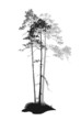 silhouettes of pine trees
