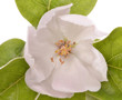 Beautiful blooming quince bush on a white background