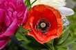Bouquet of peony, poppy against blue sky.