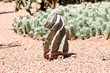 Close-up of a prickly cactus, exotic plants