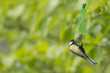 Photo: A blue tit while eating on the green background A blue tit while eating on the green background