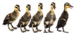 Photo: ducklings ducklings