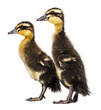 Photo: two cute ducklings ( indian runner duck) two cute ducklings ( indian runner duck)