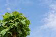 Teak tree leaf and the blue sky.