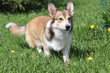 welsh corgi dog