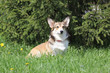 welsh corgi dog