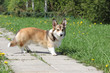 welsh corgi dog