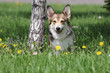 welsh corgi dog