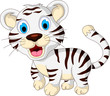 Vector: cute baby white tiger walking cute baby white tiger walking