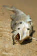 Dead fish