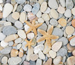 starfishes lie on sea pebble