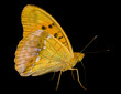 Butterfly (Brenthis) 5