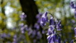 Bluebell Flowers, Hyacinthoides non-scripta - Camera Move