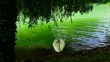 Swan on the lake.