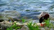 A pair of ducks near the lake.