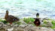 A pair of ducks near the lake.
