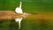 Swan family on the lake.