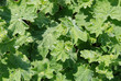 Lady's mantle after rain