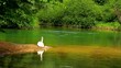Mother and baby swans on the lake.
