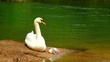 A swan fammily and ducks on the emerald lake.