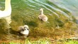 Swan and baby swans on the lake.