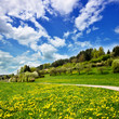 Wiesenlandschaft mit Weg und Löwenzahn