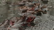 frogs in a puddle