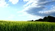 Vidéo : Afternoon on the field of young barley and sunny sky. Afternoon on the field of young barley and sunny sky.