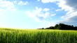 Vidéo : A field of young barley. A field of young barley.